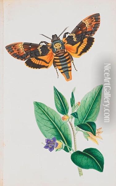 Illustrations Of British Hawk Moths, And Their Larvae, (including The Sesidae), 36 Original Watercolour Plates On Card By The Author Oil Painting - Theophilus Johnson