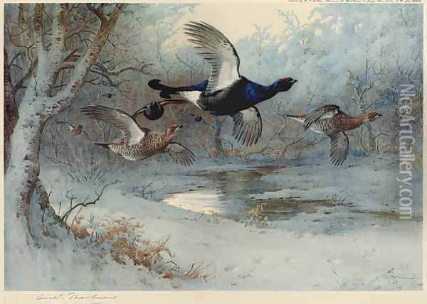 Blackcock Through the Silver Birches Oil Painting - Archibald Thorburn