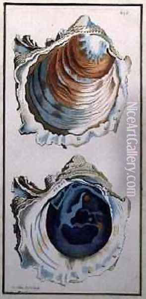 Oyster Shell Oil Painting - Richard Polydore Nodder