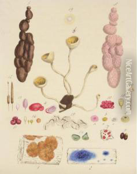 A Folio Of Watercolours Of Funghi Oil Painting - James Sowerby