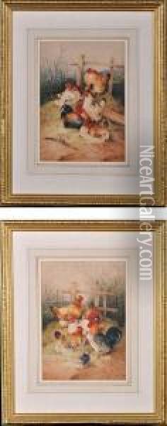 Studies Of Cockerels And Hens Oil Painting - Frederick E. Valter