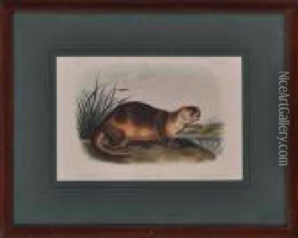 Canada Otter Oil Painting - John James Audubon