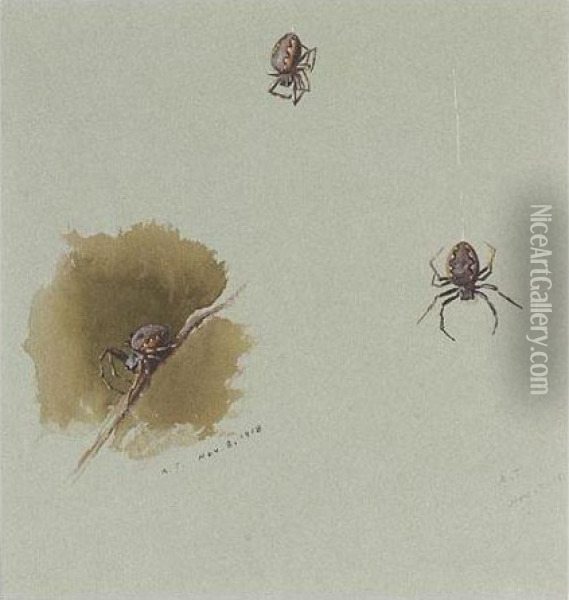 Studies Of Spiders; And A Moth Oil Painting - Archibald Thorburn