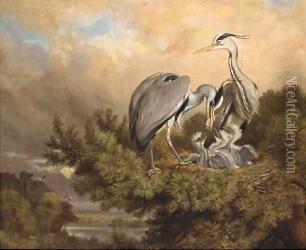 Herons feeding their young Oil Painting - John Carter