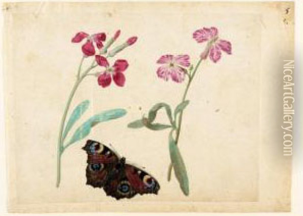 A Sheet Of Studies With Two Gilliflowers And A Peacock Butterfly Oil Painting - Jacques (de Morgues) Le Moyne
