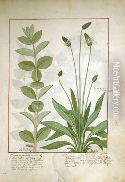 Mint and Plantain, or Ribwort, illustration from The Book of Simple Medicines by Mattheaus Platearius d.c.1161 Oil Painting - Robinet Testard