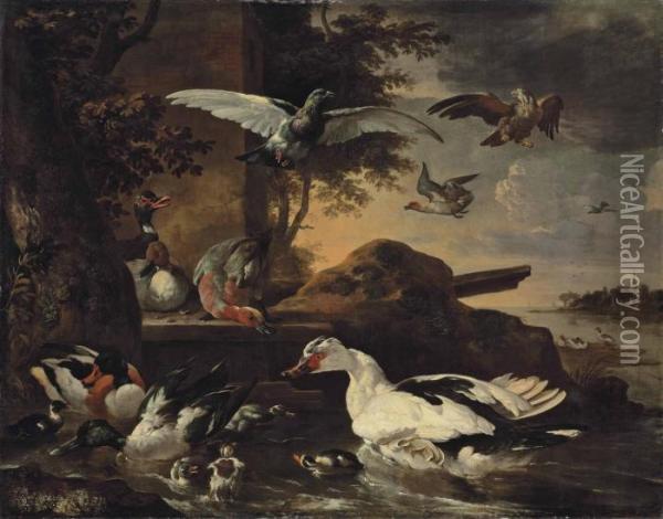 A Shoveler, A Muscovy Duck Oil Painting - Melchior de Hondecoeter