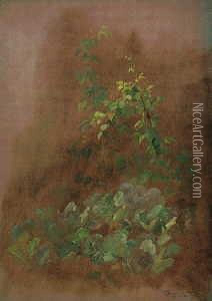 Pflanzenstudie. Bohnenranken Und Weisskohl. Oil Painting - Carl Spitzweg