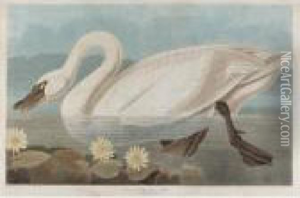 Common American Swan Oil Painting - John James Audubon