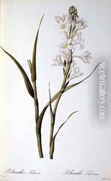 Polianthes Tuberosa, from Les Liliacees, 1806 Oil Painting - Pierre-Joseph Redoute