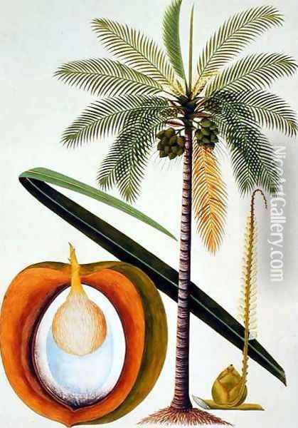 Cocoa Nut Tree, from 'Drawings of Plants from Malacca', c.1805-18 Oil Painting - Anonymous Artist
