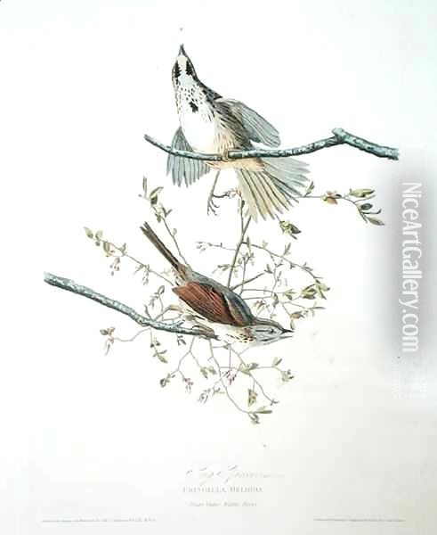 Song Sparrow, from 'Birds of America' Oil Painting - John James Audubon