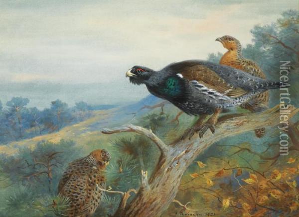 Capercaillie Oil Painting - Archibald Thorburn