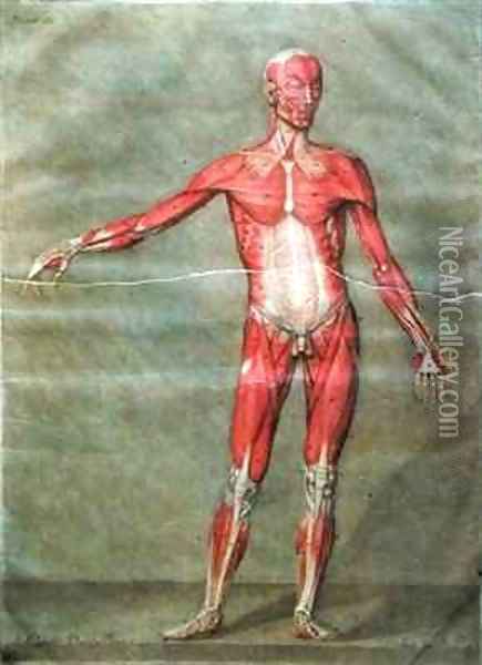 Superficial Muscular System of the Back of the Body Oil Painting - Arnauld Eloi Gautier DAgoty
