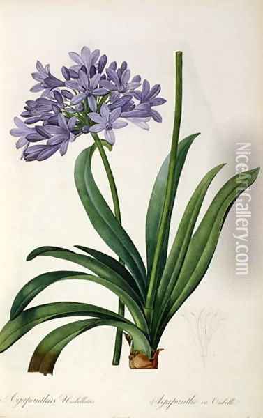 Agapanthus umbrellatus, from Les Liliacees Oil Painting - Pierre-Joseph Redoute