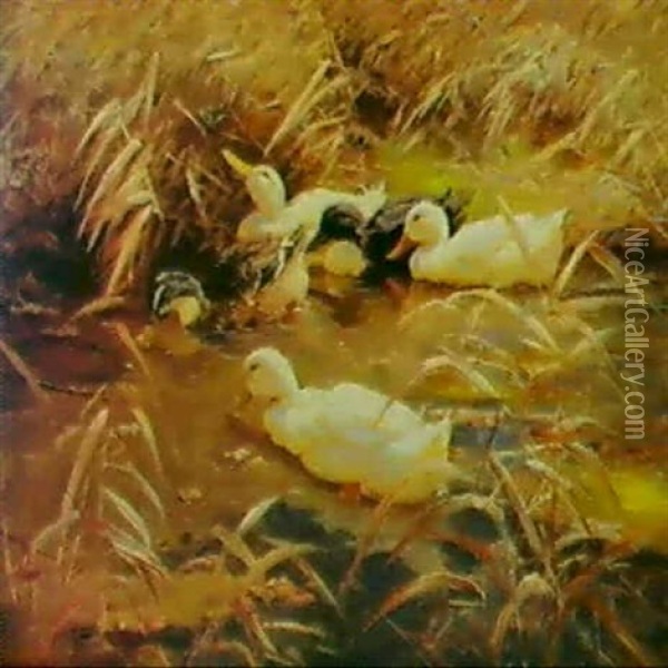 Funf Enten Im Schilf Oil Painting - Alexander Max Koester