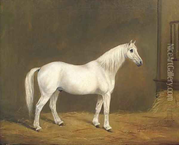 Mr Upright's Jack, a grey horse in a stable Oil Painting - English Provincial School