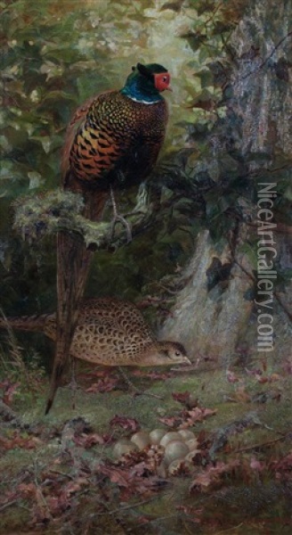 Pheasants, 1884 Oil Painting - Charles Whymper