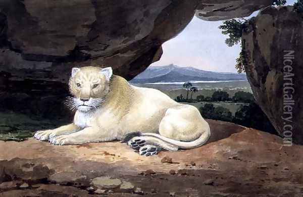 Lioness Oil Painting - Samuel Howitt