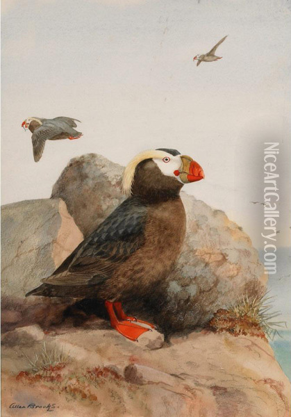Tufted Puffin Oil Painting - Allan Brooks