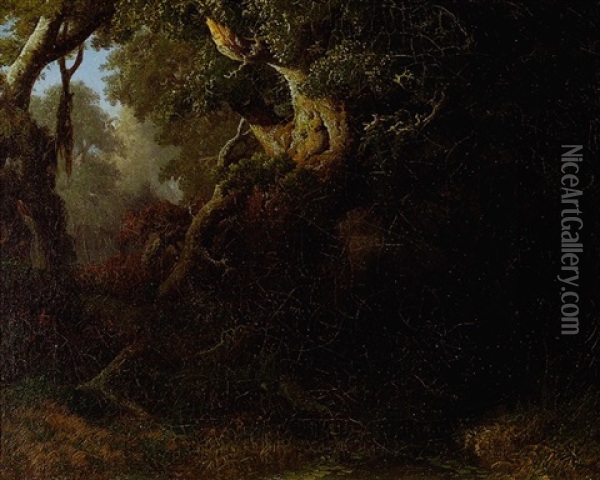 Gnarled Cedar Tree In A Lush Forest (white Mountains, New Hampshire?) Oil Painting - Albert Bierstadt