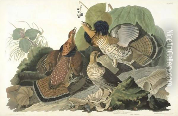 Ruffed Grous (Plate 41) Oil Painting - John James Audubon