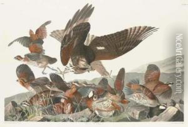 Virginian Partridge Oil Painting - Robert I Havell