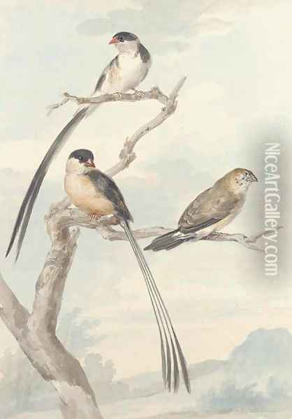 Two long-tailed tits and a bunting Oil Painting - Aert Schouman