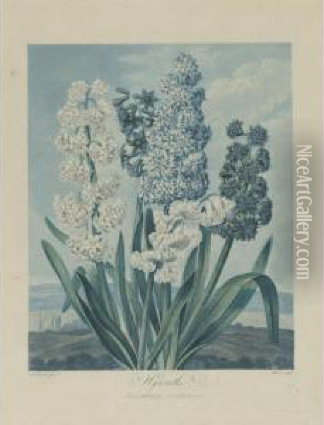 Temple Of Flora: Hyacinths Oil Painting - Robert John, Dr. Thornton