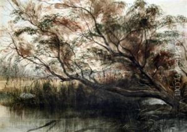 Trees And Rushes Beside A Pond Oil Painting - Andrew Nicholl
