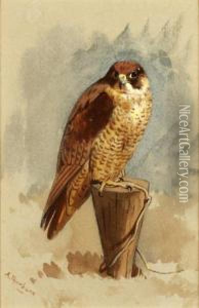 Mediterranean Peregrine Falcon Oil Painting - Archibald Thorburn