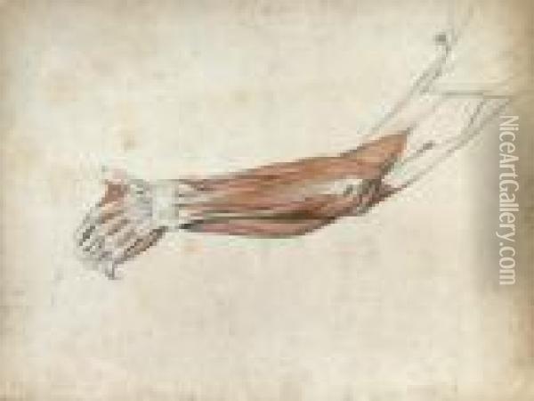 Etude Anatomique De Bras Oil Painting - Pierre Jean David D'Angers