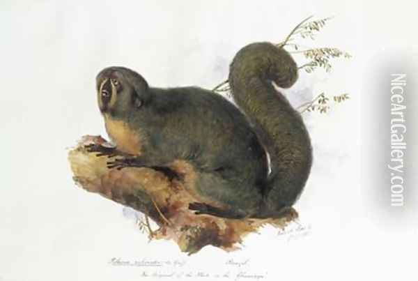 Pithecia rufiventer Is Geoff Brazil Oil Painting - Edward Lear