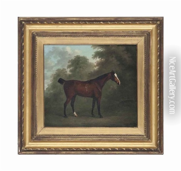 A Bay Horse In A Wooded Landscape Oil Painting - John Nost Sartorius