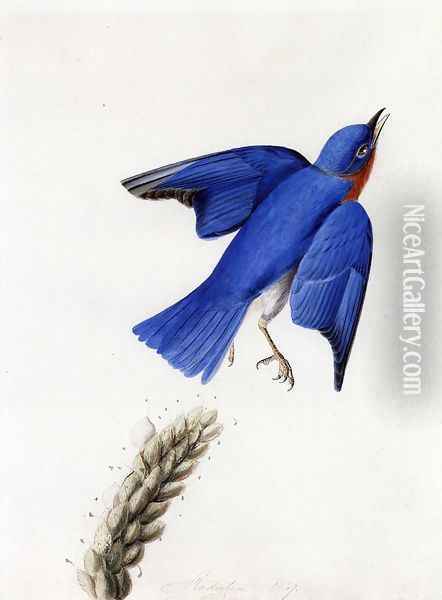 Eastern Bluebird Oil Painting - John James Audubon