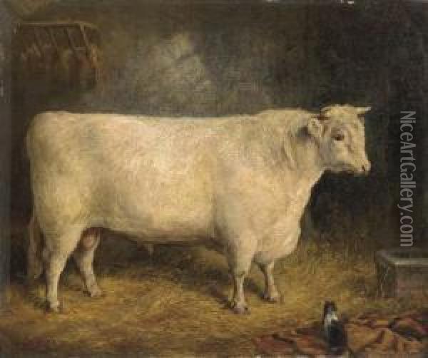 A Prize Bull Oil Painting - Gourlay Steell