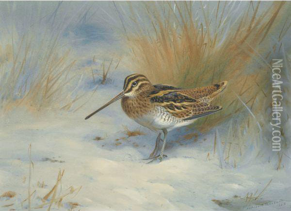 Snipe In The Snow Oil Painting - Archibald Thorburn