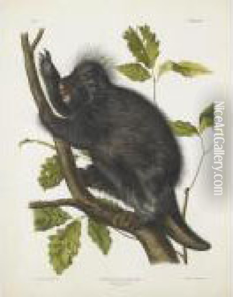 Canada Porcupine Oil Painting - John James Audubon