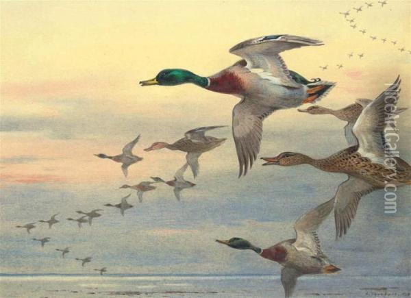 Mallard In Flight Over The Coast At Dusk Oil Painting - Archibald Thorburn