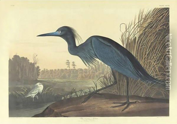 Blue Crane Or Heron (Plate 307) Oil Painting - John James Audubon