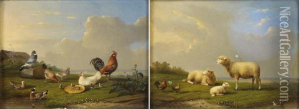 Zwei Gemalde. Schafe, Huhner Und Ente. Buntes Federvieh. Oil Painting - Franz van Severdonck
