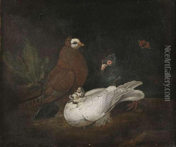 Doves With A Peacock Moth. Oil Painting - Ferdinand Phillip de Hamilton