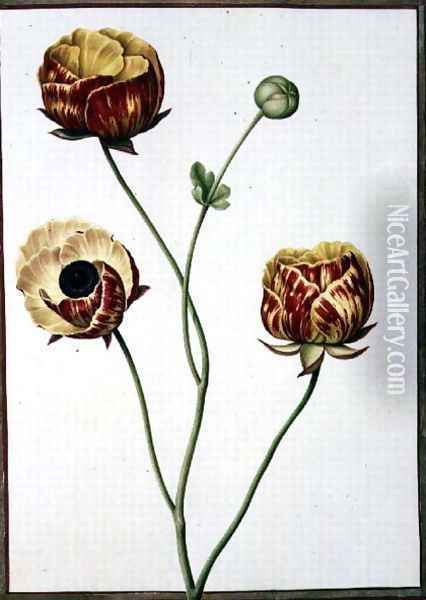 Ranunculus Asiaticus Oil Painting - Nicolas Robert