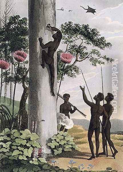 Climbing Trees, aborigines in New South Wales, 1813 Oil Painting - John Heaviside Clark
