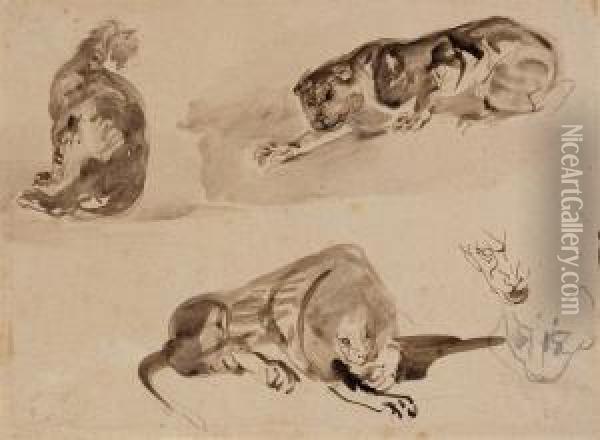 Studies Of A Cat And Two Lions Oil Painting - Eugene Delacroix