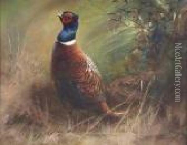 Pheasant In Landscape Oil Painting - Charles Whymper