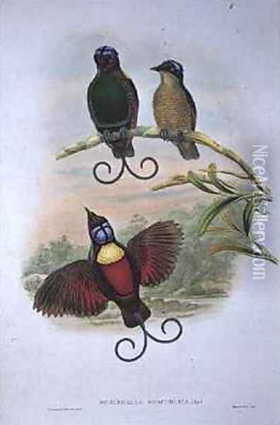 Wilsons Diphyllodes Respuhlica Bird of Paradise Oil Painting - Gould, John & Hart, William