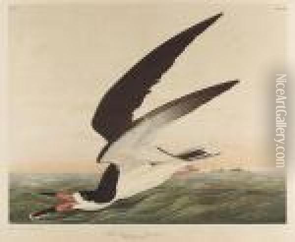 Black Skimmer Or Shearwater, No. 10-3, Plate 428 Oil Painting - John James Audubon