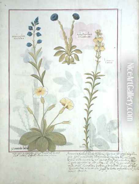 Top row- Onobrychis or Sainfoin, and Aphyllanthes. Bottom row- Linaria Lutea, and Primula Veris or Primrose, illustration from The Book of Simple Medicines by Mattheaus Platearius d.c.1161 c.1470 Oil Painting - Robinet Testard