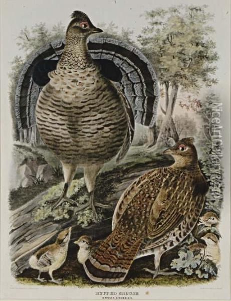 Ruffed Grouse And Common Ptarmigan: Two Plates Oil Painting - Daniel Giraud Elliot
